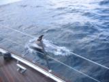 Delfiny s szybsze